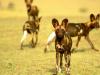 Africa Nature Animals (30)